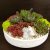 Array of succulents in white, low-profile 12&quot; bowl.