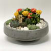 A cacti and succulent garden with white rocks. Succulents may vary. 