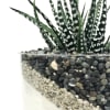 Succulent in a 4x4 cylinder vase with white sand &amp; cambria pebbles.