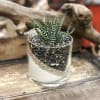 Succulent in a 4x4 cylinder vase with white sand &amp; cambria pebbles.