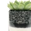 Succulent in a cylinder vase with white sand &amp;  grey pebbles.