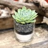 Succulent in a cylinder vase with white sand &amp;  grey pebbles.