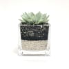 Succulent in a 4x4 square glass vessel with tan sand &amp; cambria