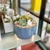 A beautiful balanced succulent arrangement in a light blue pot.