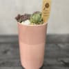 A Beautiful talk cylindrical pot with different shades of pink with succulents