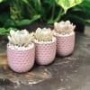 This trio of matching pink pots (3&quot;X 3&quot;) is textured with raised