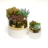 Succulents planted in a set of gold &amp; white pots (Small: 3.5&quot;