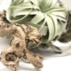 A beautiful driftwood piece with a large air plant (approx. 24&quot;x12&quot;)