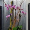 A modern arrangement of orchids to brighten anyone&#039;s day!