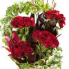 Clusters of elegant red Roses at varying heights are surrounded by lovely