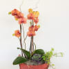 Design with beautiful coral orchid arrangement with small plant in a vintage