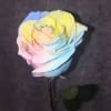 Stunning Rainbow colored roses arranged in glass vase - Impress someone with