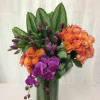 This amazing display of contrasting and vibrant secondary colors orange, green, and