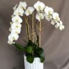 White cascading phalaenopsis orchid plant in a white ceramic container. 
Great gift