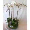 Four lovely phalaenopsis orchids standing tall in a glass bowl accented with