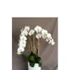Large tall and beautiful display of white phalaenopsis orchids plants in a