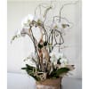 Just stunning combination of white phalaenopsis orchid plants with manzanita branches in