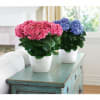 A timeless classic, the blue hydrangea is the perfect way to say