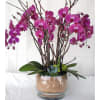 Exquisite cascading purple Phalaenopsis orchid plants, accessorized with succulents interesting branches in