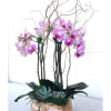 Light purple phalaenopsis orchid plants 

Product ID: DF-1533
