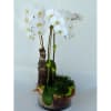 Elegant phalaenopsis orchid plant in a glass cylinder container accented with living