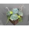 Modern square wooden box filled with an array of interesting succulents, accessorized