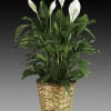 Give peace a chance! Also known as the Peace Lily, the spathiphyllum