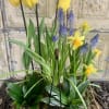 A beautiful blooming plant (arrives bloomed).