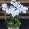 White small orchids arranged in a clear round glass vase.