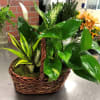 &quot;The gift of greenery! Sure, to freshen up any room of the