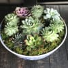 Mixture of succulents in pretty ceramic bowl.