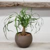 A ponytail palm planted in a luna bowl. Approximately 15inches tall.