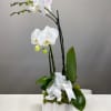 These orchids suit any occasion and the receivers are sure to be