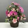 Pink flowers bubbling from a basket to celebrate the arrival a new