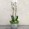 A classic gift of orchids modernized and overflowing with succulents. This arrangement