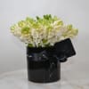 Big beautiful white Hyacinth