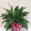 Peace lily - eight inch Spathiphyllum in a basket and with a