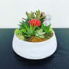 Succulents