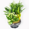 A long lasting, lush green assortment of assorted tropical foliage plants. THE
