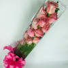 One Dozen Long Stem Pink Roses 
