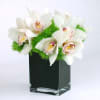 &quot;Distinctive snow white Cymbidium Orchids are amidst stark Green Moss Spheres in