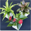 An adorable trio of&nbsp;Individual decorative or blooming mini potted plants&nbsp;designed in a