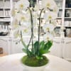 A clean and elegant, simple contemporary phalaenopsis orchid plant arrangement designed all