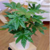 Fatsia japonica, aralia.

Care: It grows well in part or full shade. Water