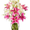 Stunning Pink and White Lilies in a clear or pink vase (