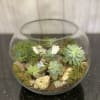 A beautiful mix of succulents arranged in a glass bowl. 