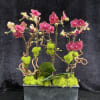 Three mini orchids design kiwi branches and reindeer moss. 