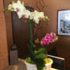Live plants. Yellow beautiful orchid with a touch of faded pink orchid