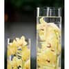 Zen elegant. Cymbidium Orchid stem submerged in a Clear tall Glass cylinder