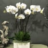 Five orchids stems in a large ceramic pot with other decorative plants.